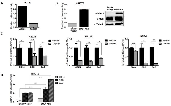 ALK regulates transcriptional activity of c-MYC in