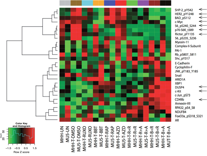 Inhibitory effects of dual JAK2 and mTOR inhibition by Reverse Phase Protein Array (RPPA) analysis.