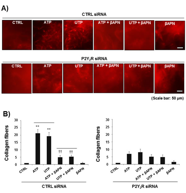 Fig.3: P2Y