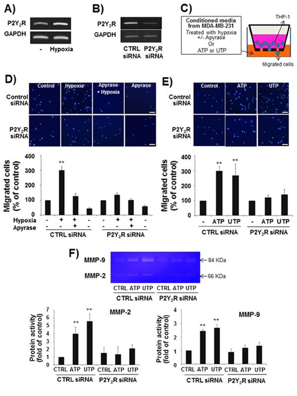 Fig.4: P2Y