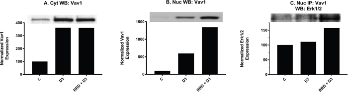RRD-251 increases the D3-induced Erk1/2-Vav1 nuclear interaction.