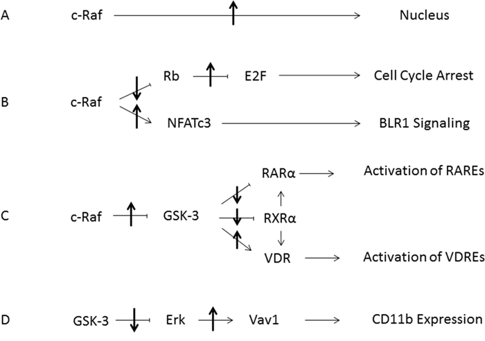Summary Diagram of RRD-251 Modulation of RA/D3 Differentiation.