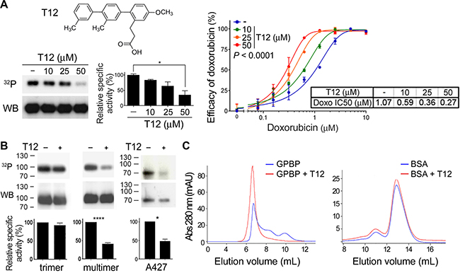 T12, a peptidomimetic of the GPBP region comprising 260SHCIE264 motif disturbs multimerization.