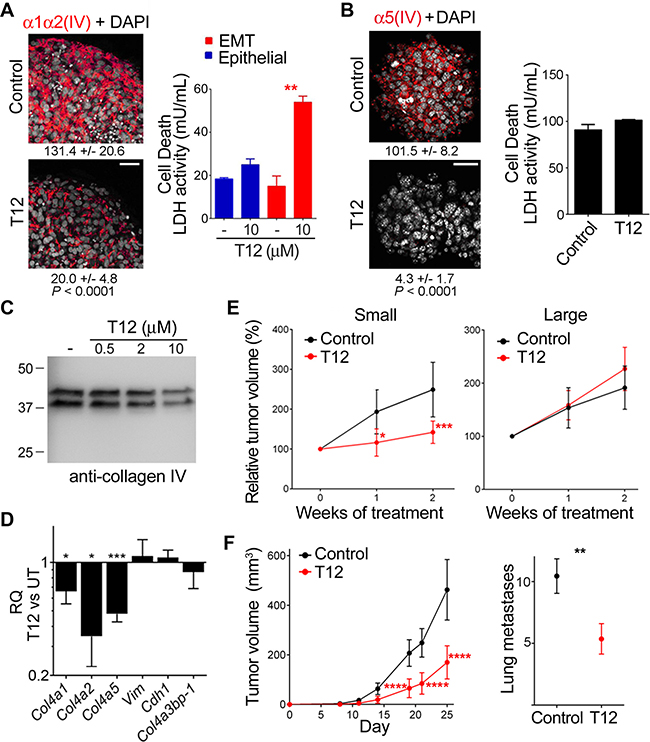 T12 impairs mesh collagen IV formation and reduces tumor burden in mouse models.