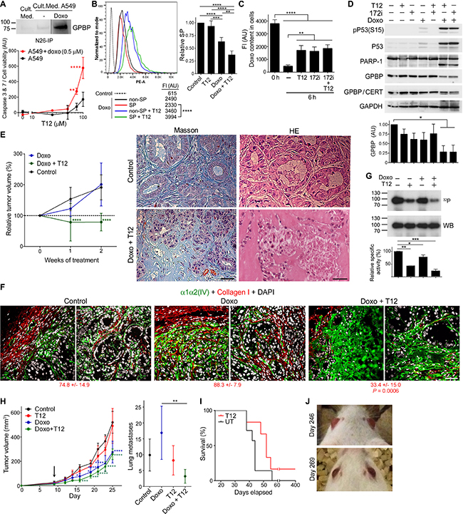 Low-dose doxorubicin sensitizes epithelial cancer progenitor cells to T12.