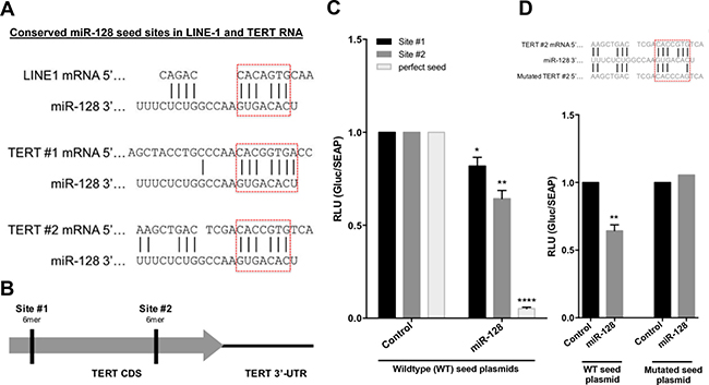 miR-128 interacts with the seed site of the coding sequence of TERT mRNA.