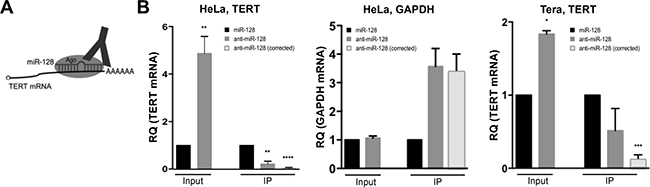 miR-128 directly interacts with TERT mRNA in cells.