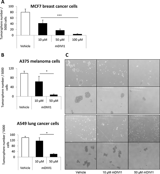 mDIVI1 treatment significantly reduces MCF7 tumorsphere formation, as well as the formation of A375 melanoma and A549 lung tumorspheres.