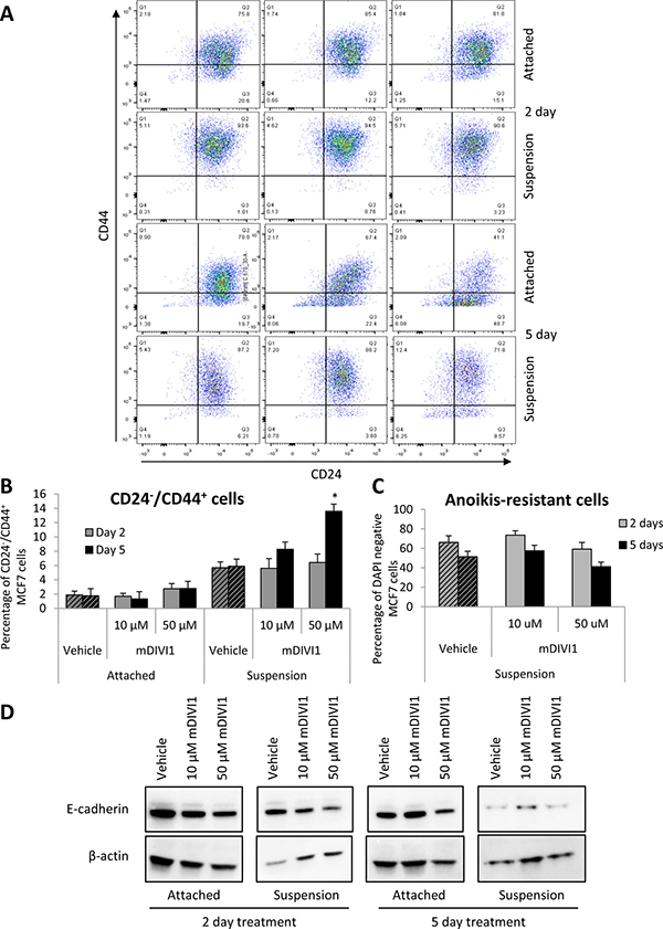 mDIVI1 treatment significantly increases the CD24&#x2212;/CD44+ population of MCF7 cells at high concentrations.