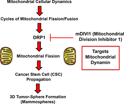 Schematic diagram summarizing our approach using mDIVI1 to investigate the role of mitochondrial fission/fusion in CSC propagation.