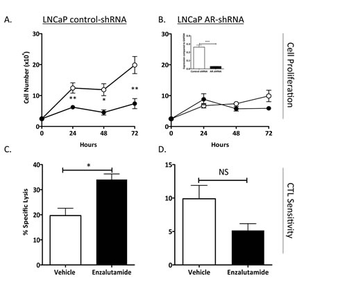 Increased CTL sensitivity by enzalutamide was dependent on AR expression.