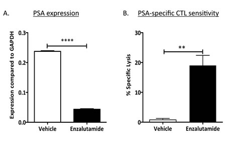 Enzalutamide mediated reduced PSA levels while improving prostate tumor-cell sensitivity to PSA-specific CD8