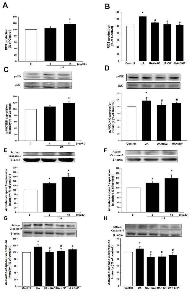 Uric acid induces ROS and active caspase 3, 9 through JNK pathway.