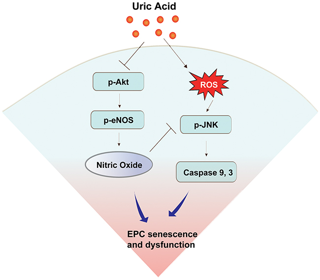 Schematic diagram summarizing possible mechanisms by which uric acid induces endothelial progenitor cell (EPC) damage.
