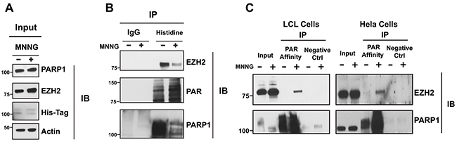 EZH2 interacts with PARP1 and is PARylated after DNA damage induction.