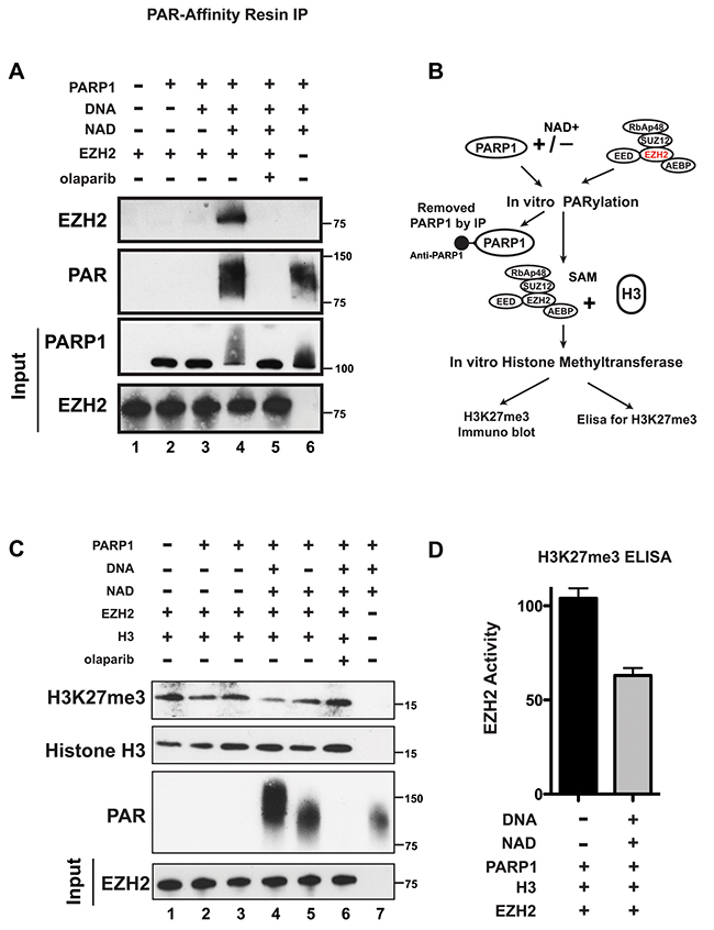 PARP1 PARylates EZH2 and inhibits EZH2 activity in vitro.