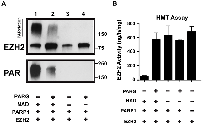 PARG reverses EZH2 PARylation and restores EZH2 enzymatic activity.