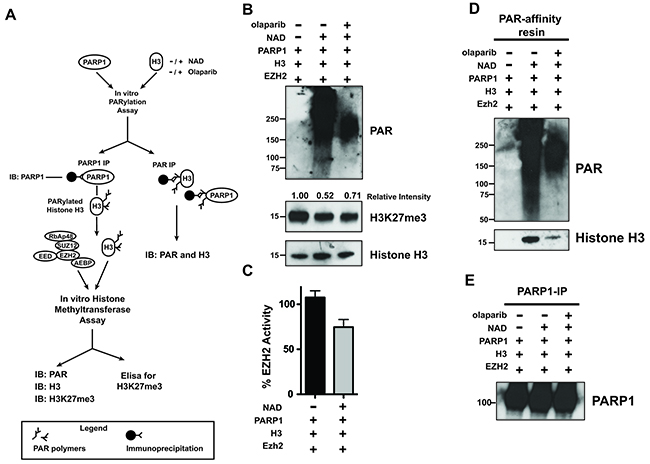 PARylation of Histone H3 decreases EZH2-mediated histone methylation.