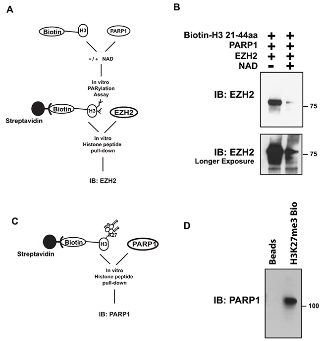 PARylation of histone H3 decreases EZH2 affinity for H3, while methylation of histone H3 has no effect on the ability of PARP1 to interact with histone H3.