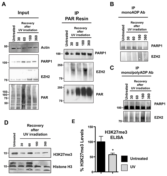 EZH2 PARylation decreases global H3K27me3 levels after DNA damage.