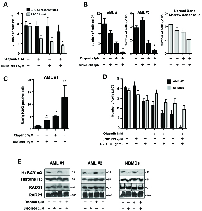 EZH2 inhibitor UNC1999 enhanced PARP1 inhibitor olaparib-mediated synthetic lethality in BRCA-deficient cell lines and acute myeloid leukemia (AML) primary cells.