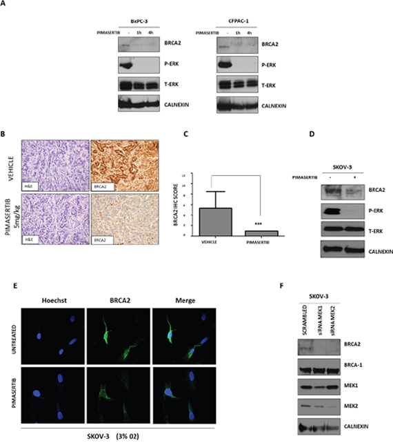 Effect of MEK inhibitor pimasertib on BRCA2.