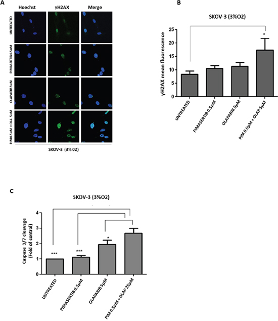 Enhanced DNA damage response and cytotoxicity after combination of PARP inhibitor olaparib with MEK inhibitor pimasertib in BRCA2 proficient cell line SKOV-3.