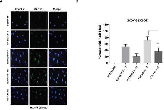 Pimasertib impairs RAD51 foci formation induced by olaparib in BRCA-2 proficient SKOV-3 cells.