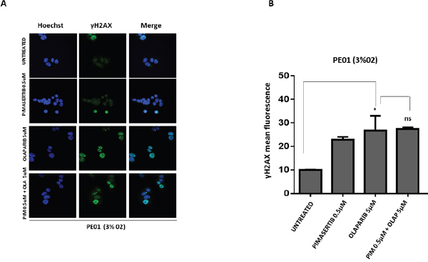 The cytotoxic activity of PARP inhibitors is not affected by the MEK inhibitor in BRCA2 mutant cell line PE01.