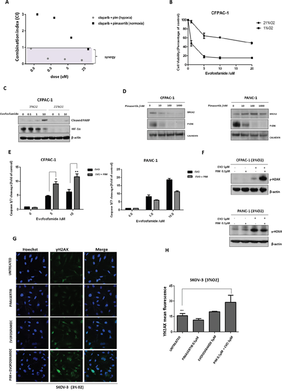 Pimasertib downregulates BRCA2 protein and sensitizes pancreatic cancer cells to the PARP inhibitor olaparib and the hypoxia-activated pro-drug evofosfamide.