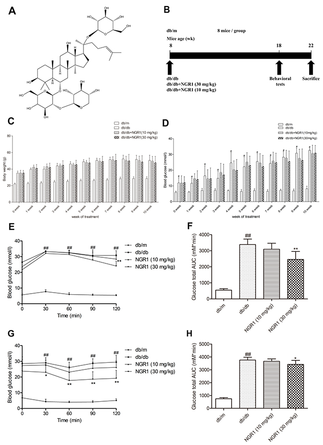 NGR1 improves insulin resistance in db/db mice.