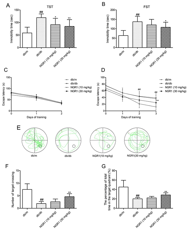 NGR1 attenuates depression-like behaviors and memory impairment in db/db mice.