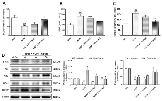 NGR1 inhibits oxidative stress by up-regulating the Akt/Nrf2/HO-1 pathway in the hippocampus of db/db mice.