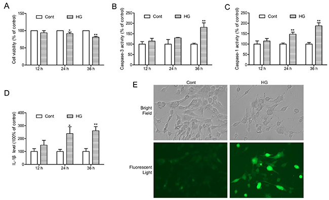 HG-induced injury, NLRP3 inflammasome activation and ROS production in HT22 hippocampal neurons.