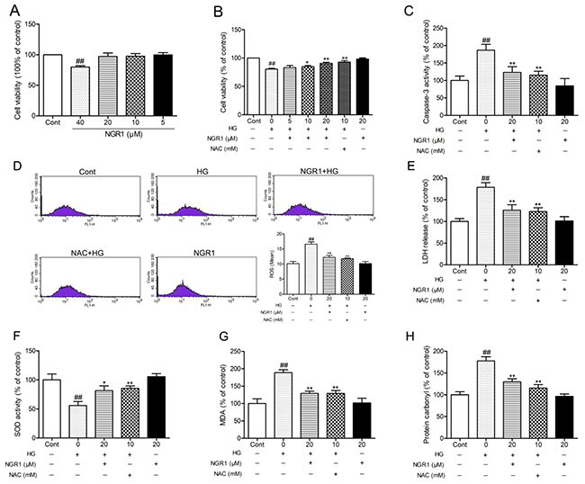 NGR1 ameliorates HG-induced cell injury, ROS production, and oxidative stress in HT22 hippocampal neurons.