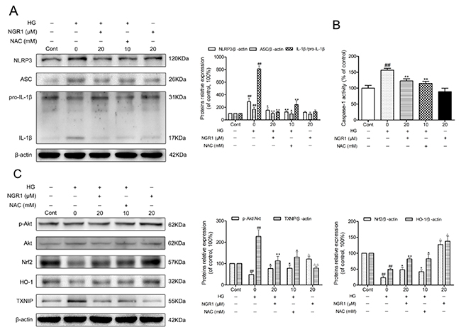 NGR1 activates the Akt/Nrf2/HO-1 pathway, and inhibits NLRP3 inflammasome activation in HG-induced HT22 hippocampal neurons.