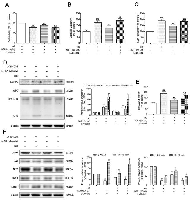 NGR1 exerts neuroprotective effects and inhibition of NLRP3 inflammasome by activating the Akt/Nrf2 pathway.
