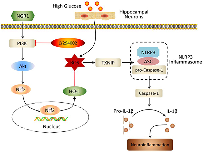 Schematic of NGR1 mechanism of ameliorating DEP by activating the Akt/Nrf2/HO-1 pathway and inhibiting NLRP3 inflammasome activation.
