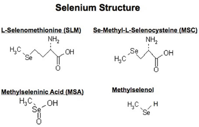 Chemical structure of L-Selenomethionine, Se-methyl-L-selenocysteine (MSC), methylseleninic acid (MSA) and methylselenol.
