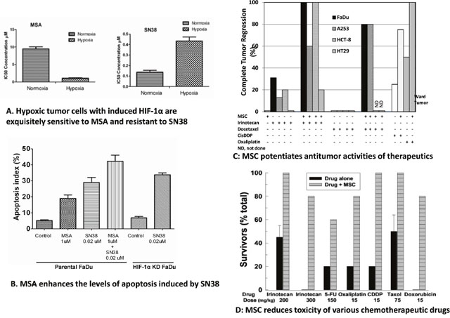 Differential in vitro effects of MSA and SN38 in hypoxic cells expressing HIF-1&#x03B1; and in normoxic cells with no detectable HIF1&#x03B1; protein expression