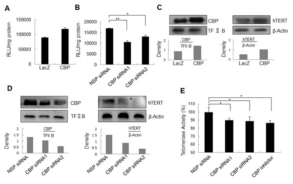 The effect of CBP on hTERT promoter activity, hTERT protein expression and telomerase activity.