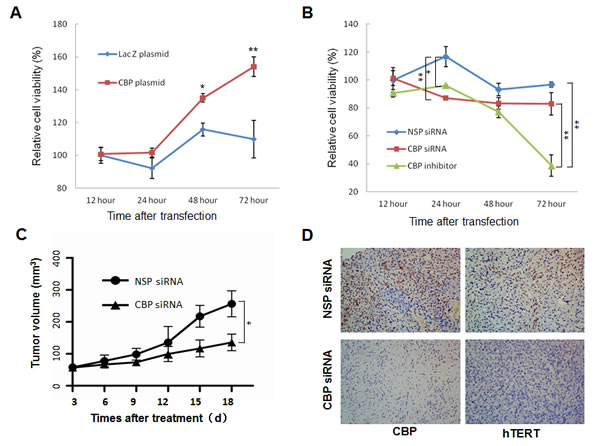 The effect of CBP on lung tumor growth in vitro and