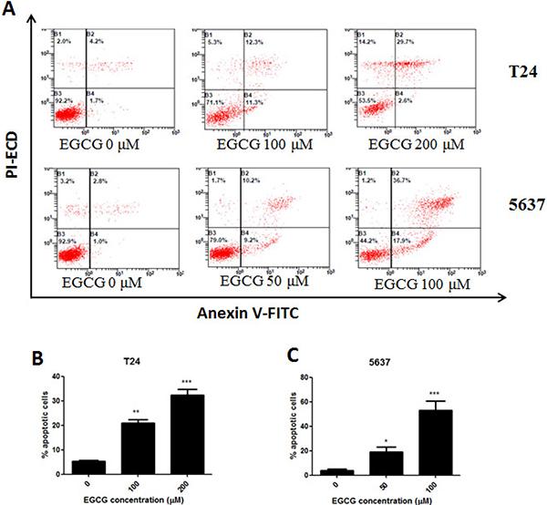 Induction of apoptosis on T24 and 5637 cells by EGCG.
