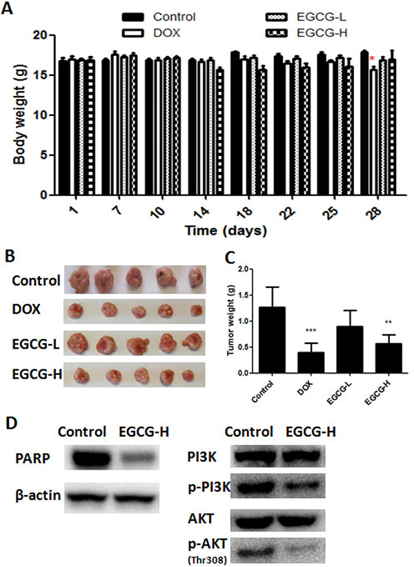 In vivo anti-tumor effect of EGCG in T24 nude mice xenograft tumor model.