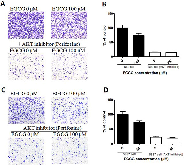 Effect of EGCG in normal and AKT inhibited bladder cancer cells.