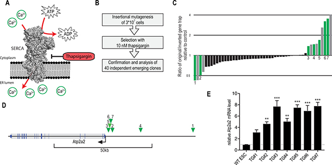 Thapsigargin-resistance screen using insertional mutagenesis validates Atp2a2/SERCA2 overexpression as resistance mechanism.