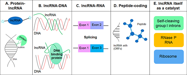 LncRNAs interact with other molecules such as proteins, DNA, RNA and metal ions to form proper tertiary structures (RNA is negatively charged) and exert their functions.