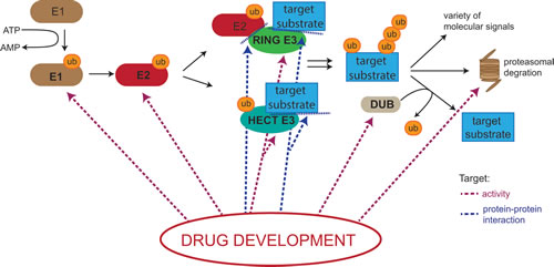 Potential drug targets in the Ubiquitin Proteasome System (UPS).