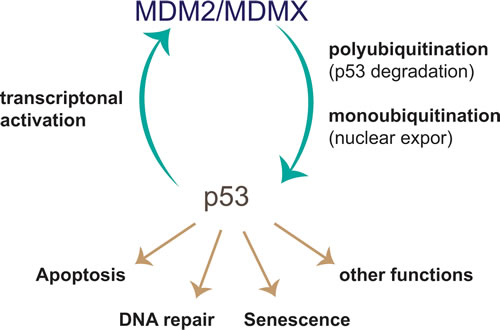 p53-MDM2 negative feedback loop.