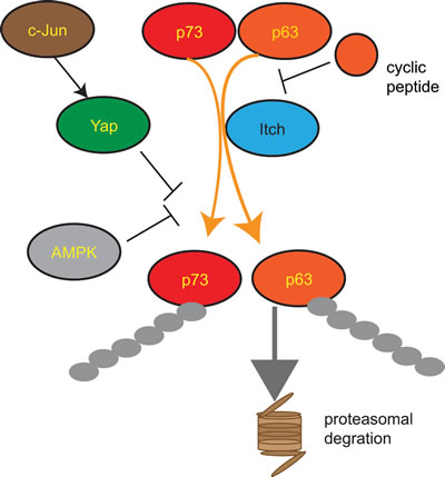 Figure 3:Regulation of the HECT E3 ligase Itch Itch is an important negative regulator of the transcription factors p63 and p73 leading to their polyubiquitination and subsequent proteasomal degradation.